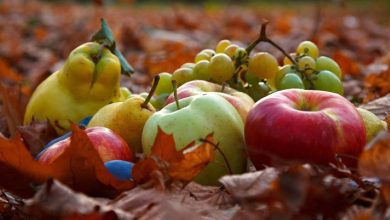 فریز کردن میوه‌های پاییزی؛ بهترین روش برای نگهداری طولانی‌مدت