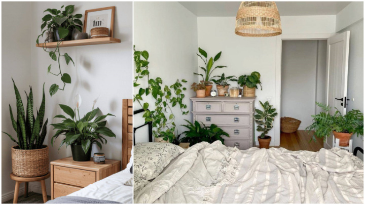 گیاهان مناسب برای اتاق خواب: آلوئه‌ورا، یاسمن، پیچک، سانسوریا