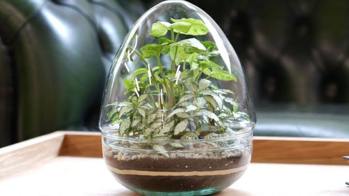 تراریوم‌های بسته