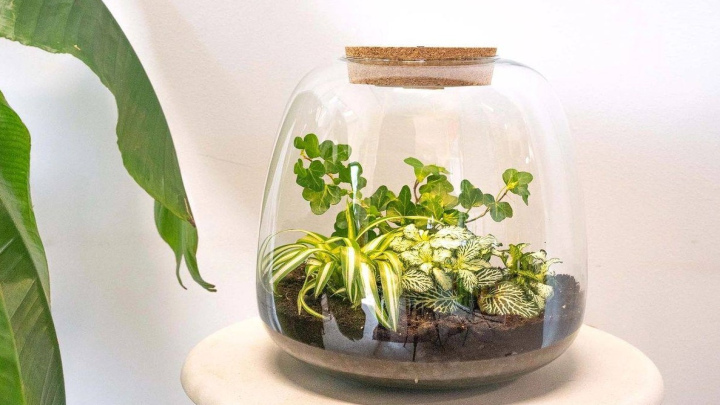 گیاهان مناسب برای هر نوع تراریوم باز و بسته