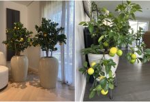 درخت میوه‌ای که در آپارتمان میوه می‌دهند