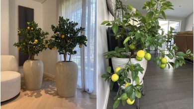 درخت میوه‌ای که در آپارتمان میوه می‌دهند