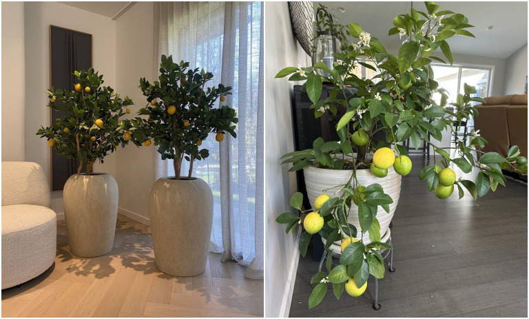 درخت میوه‌ای که در آپارتمان میوه می‌دهند