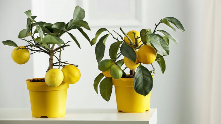 لیمو مایر؛ میوه‌ای در دل زمستان