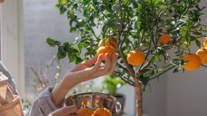 نارنگی؛ درختی معطر