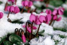 معرفی 17 گیاه مقاوم به سرما برای کشت پاییزه-زمستانه در باغچه و گلدان