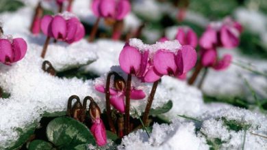 معرفی 17 گیاه مقاوم به سرما برای کشت پاییزه-زمستانه در باغچه و گلدان