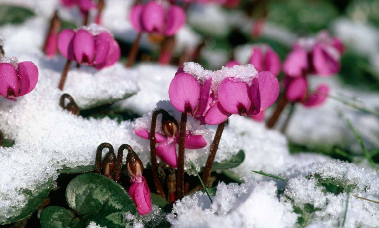 معرفی 17 گیاه مقاوم به سرما برای کشت پاییزه-زمستانه در باغچه و گلدان