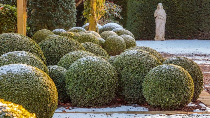 آشنایی با گیاهان مقاوم به سرمای پاییز و زمستان؛ شمشاد (Buxus) آشنایی با گیاهان مقاوم به سرمای پاییز و زمستان؛ شمشاد (Buxus)