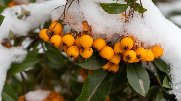 آشنایی با گیاهان مقاوم به سرمای پاییز و زمستان؛ پیراکانتا (Pyracantha) آشنایی با گیاهان مقاوم به سرمای پاییز و زمستان؛ پیراکانتا (Pyracantha)