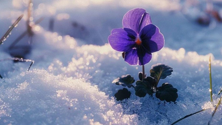 آشنایی با گیاهان مقاوم به سرمای پاییز و زمستان؛ بنفشه (Viola) آشنایی با گیاهان مقاوم به سرمای پاییز و زمستان؛ بنفشه (Viola)