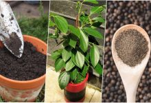 آموزش کاشت فلفل سیاه در گلدان + روش نگهداری