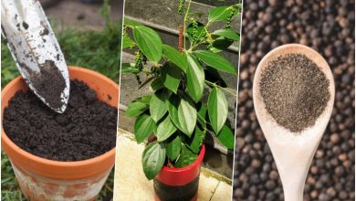 آموزش کاشت فلفل سیاه در گلدان + روش نگهداری