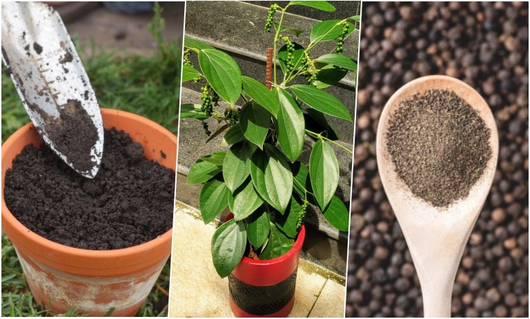 آموزش کاشت فلفل سیاه در گلدان + روش نگهداری