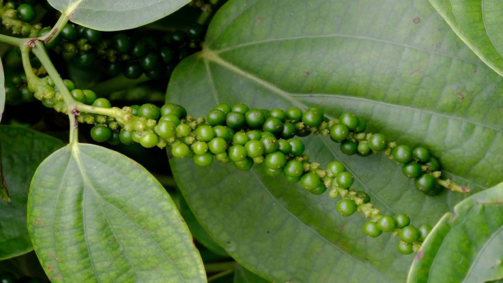 راهنمای کاشت فلفل سیاه در گلدان