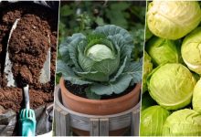 راهنمای کاشت کلم از ته مانده کلم در گلدان