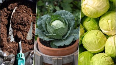 راهنمای کاشت کلم از ته مانده کلم در گلدان