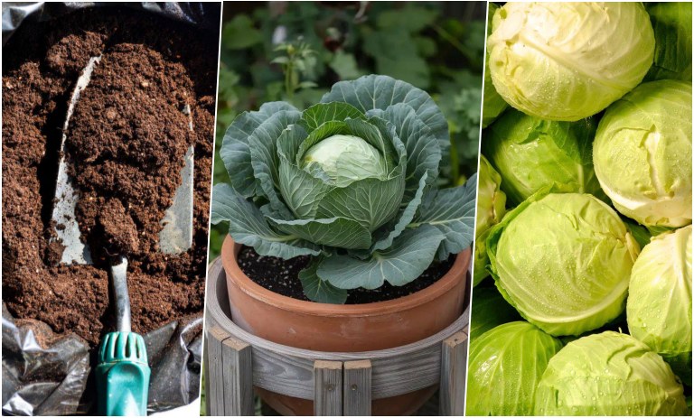 راهنمای کاشت کلم از ته مانده کلم در گلدان