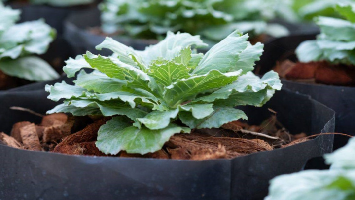 کاشت گیاه کلم در گلدان