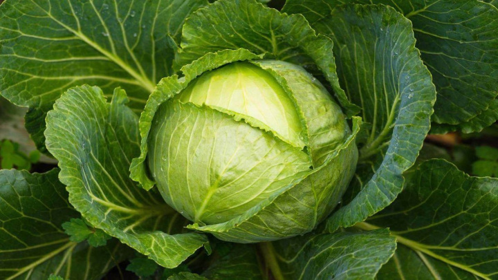 کود و تغذیه‌ی گیاه کلم