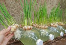 کاشت سیر در بطری پلاستیکی؛ از صفر تا برداشت