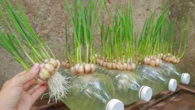 کاشت سیر در بطری پلاستیکی؛ از صفر تا برداشت
