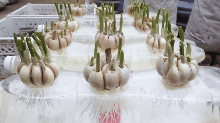 راهنمای کاشت سیر در بطری پلاستیکی