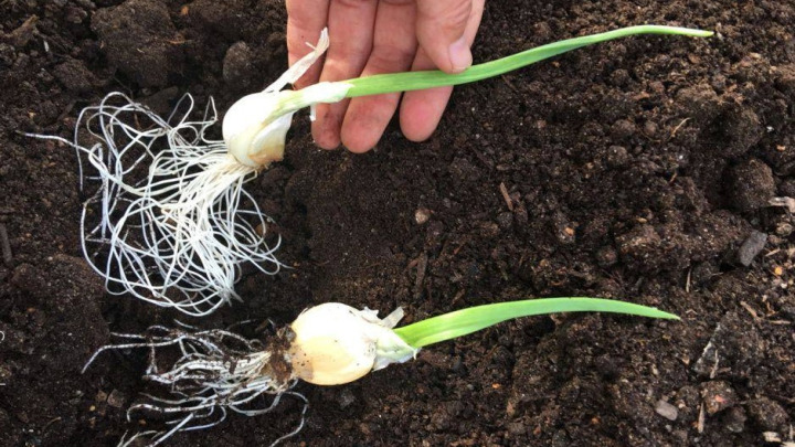 روش کاشت سیر در بطری پلاستیکی