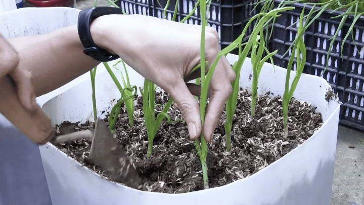 روش کاشت سیر 