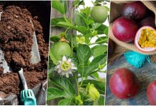 آموزش کاشت دانه پشن فروت در گلدان + روش نگهداری