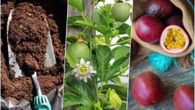 آموزش کاشت دانه پشن فروت در گلدان + روش نگهداری