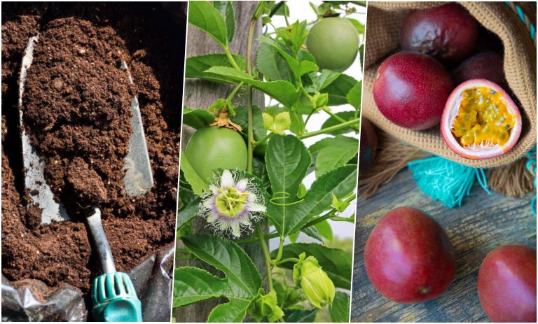 آموزش کاشت دانه پشن فروت در گلدان + روش نگهداری