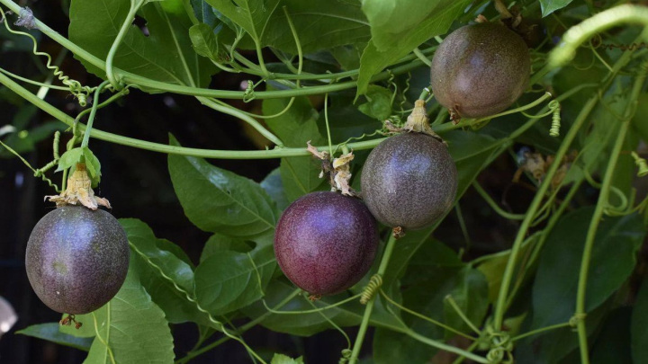 راهنمای کاشت دانه پشن فروت در گلدان
