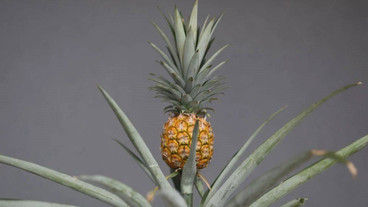 آموزش مراقبت از گیاه آناناس