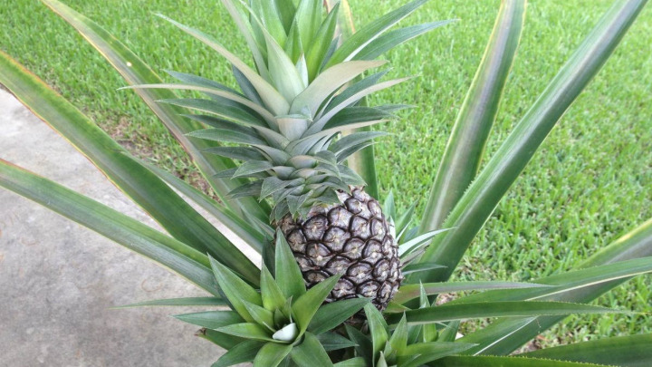 کوددهی گیاه آناناس