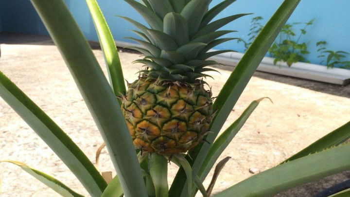 کاشت گیاه آناناس در گلدان