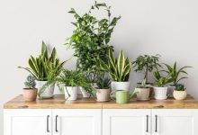 معرفی 14 گیاه برای پاک سازی هوای منزل و اتاق خواب