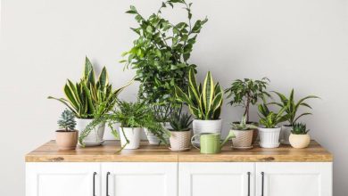 معرفی 14 گیاه برای پاک سازی هوای منزل و اتاق خواب