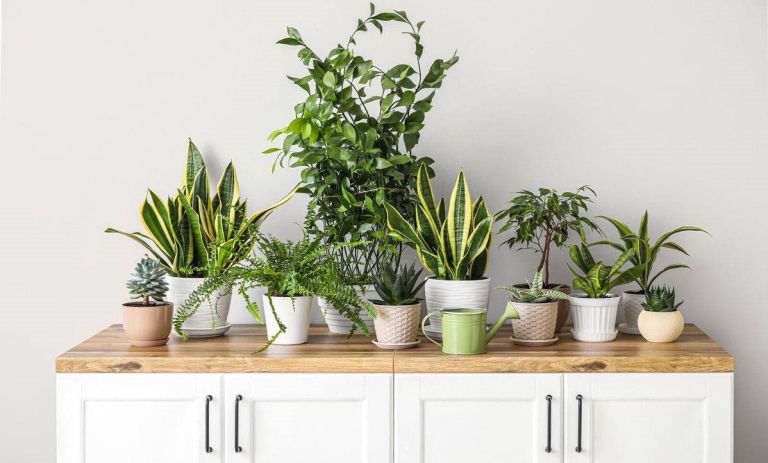 معرفی 14 گیاه برای پاک سازی هوای منزل و اتاق خواب