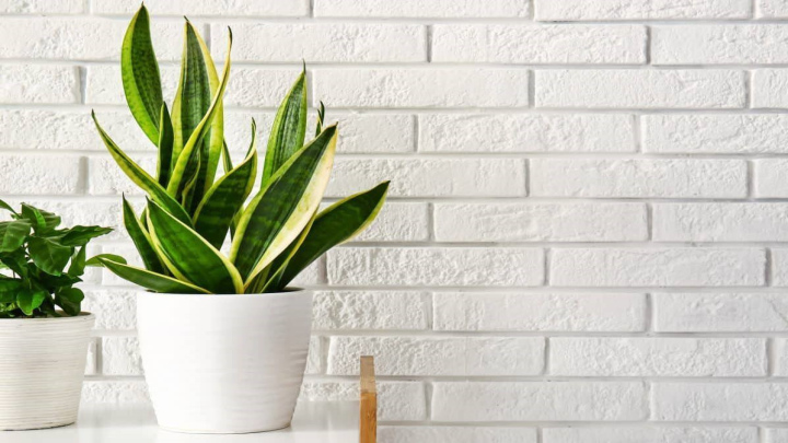 با گیاهان مناسب برای تصفیه هوا آشنا شوید با گیاهان مناسب برای تصفیه هوا آشنا شوید