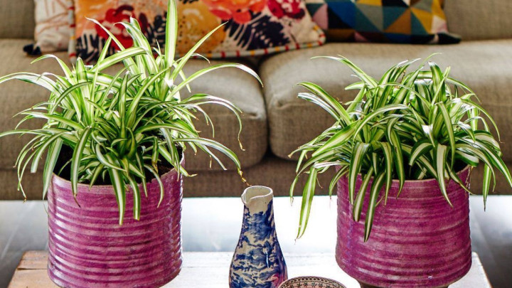 معرفی گیاهان مناسب برای تصفیه هوا معرفی گیاهان مناسب برای تصفیه هوا