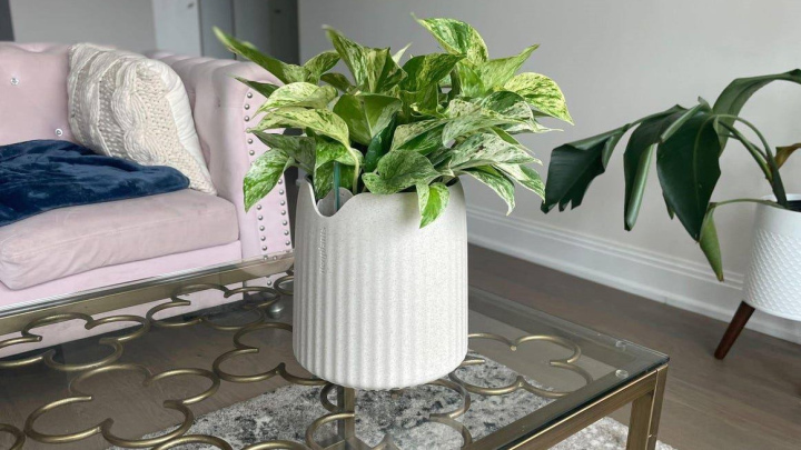 پاک سازی هوای خانه با گیاهان مقاوم و زیبا پاک سازی هوای خانه با گیاهان مقاوم و زیبا