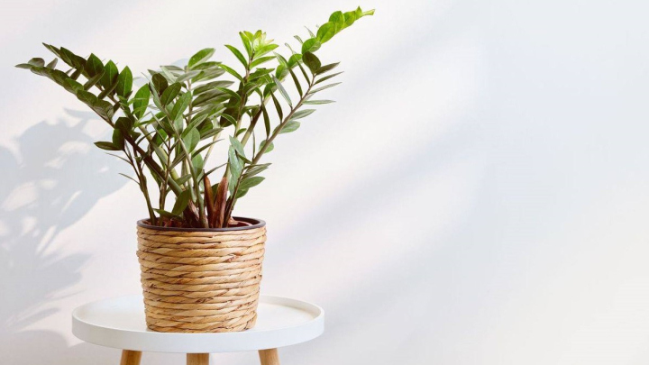 انواع گیاهان مناسب برای تصفیه هوا انواع گیاهان مناسب برای تصفیه هوا