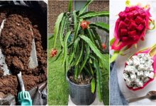 آموزش کاشت میوه اژدها در گلدان+ روش نگهداری