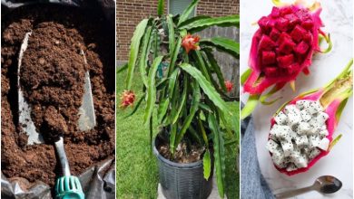 آموزش کاشت میوه اژدها در گلدان+ روش نگهداری