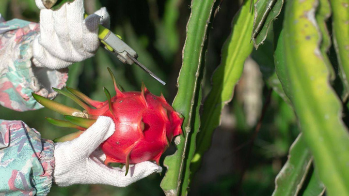 روش نگهداری از دراگون کاشته شده در گلدان