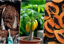 آموزش کاشت پاپایا در گلدان