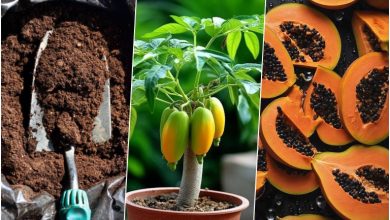 آموزش کاشت پاپایا در گلدان