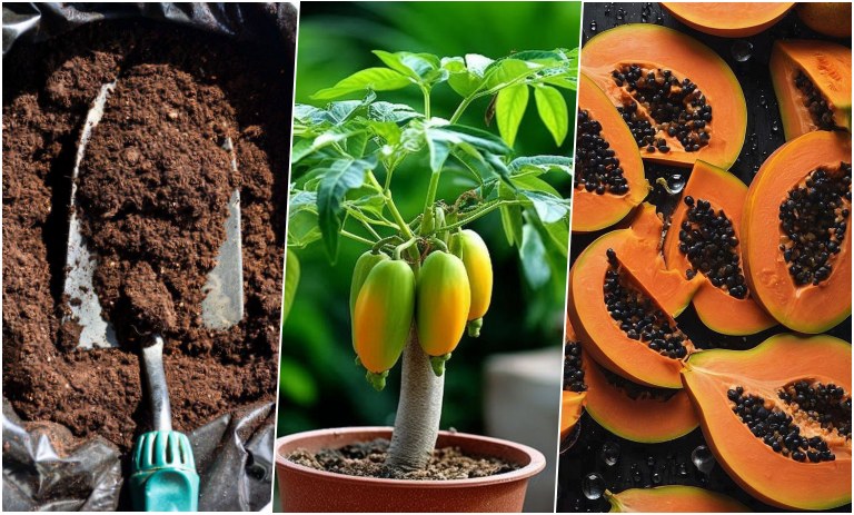 آموزش کاشت پاپایا در گلدان