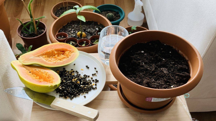 دانههای پاپایا برای کاشت در گلدان دانههای پاپایا برای کاشت در گلدان